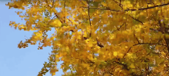 31f897694509476aa04e324f67410b2f.gif